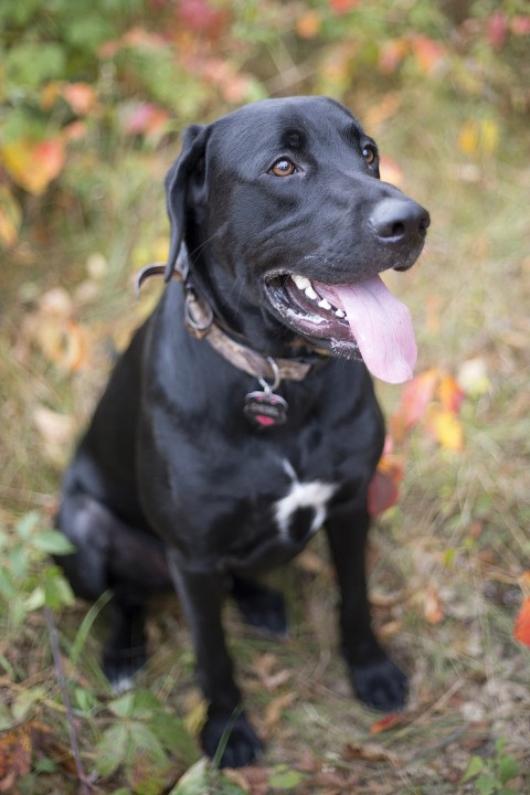 Leah + Brent :: Eau Claire, Wisconsin Engagement Photography